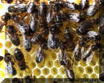 bi-0629-14.jpg (60049 byte)